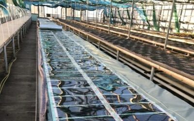 Infrafűtés fóliasátrakban – a fűtőfólia mezőgazdasági felhasználása